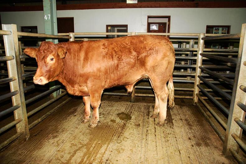 275 animals go under the hammer at Donegal IFA charity auction 275 animals go under the hammer at Donegal IFA charity auction