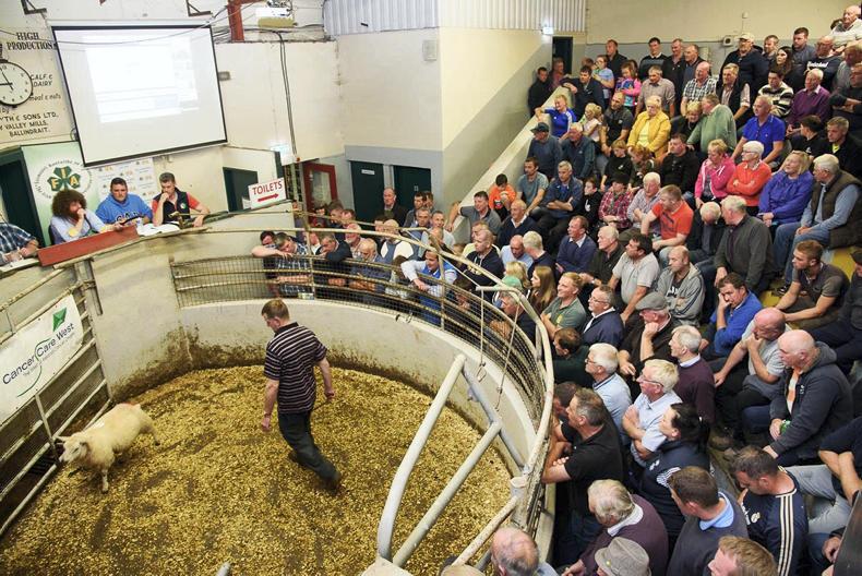 275 animals go under the hammer at Donegal IFA charity auction 275 animals go under the hammer at Donegal IFA charity auction