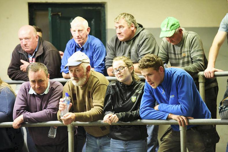 275 animals go under the hammer at Donegal IFA charity auction 275 animals go under the hammer at Donegal IFA charity auction