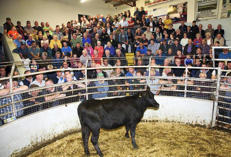 275 animals go under the hammer at Donegal IFA charity auction 275 animals go under the hammer at Donegal IFA charity auction