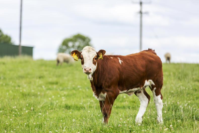 Tullamore Farm: autumn closing to commence this weekend Tullamore Farm: autumn closing to commence this weekend