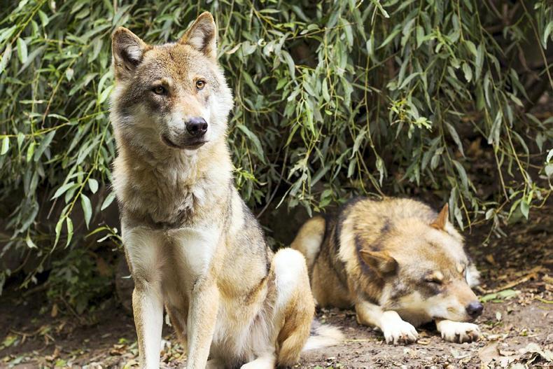 The reintroduction of wolves would be 'crazy' – IFA The reintroduction of wolves would be 'crazy' – IFA