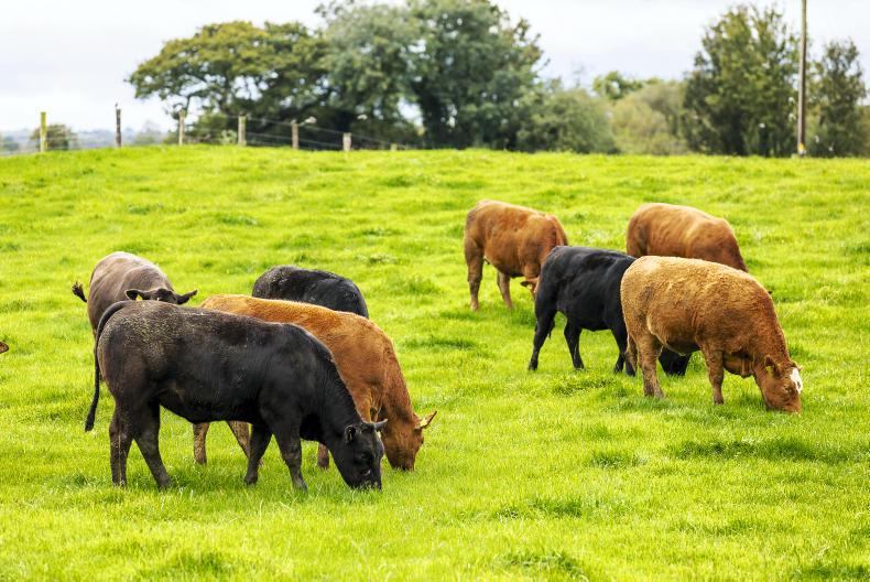 196,914 cattle yet to be weighed in BEEP scheme 196,914 cattle yet to be weighed in BEEP scheme