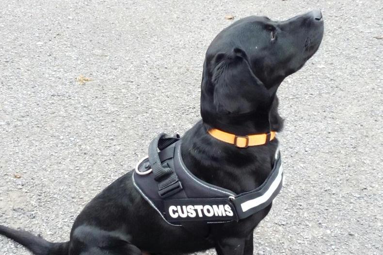 Department looks at expanding dog detector team Premium