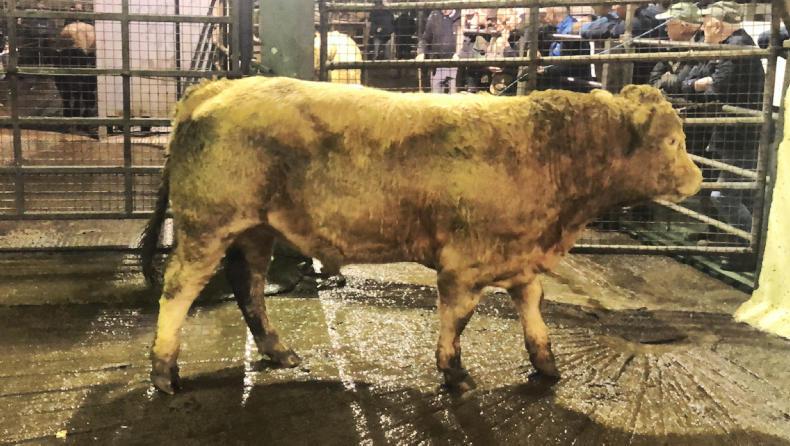 Watch: heifers value of the day in Carnaross Mart Watch: heifers value of the day in Carnaross Mart