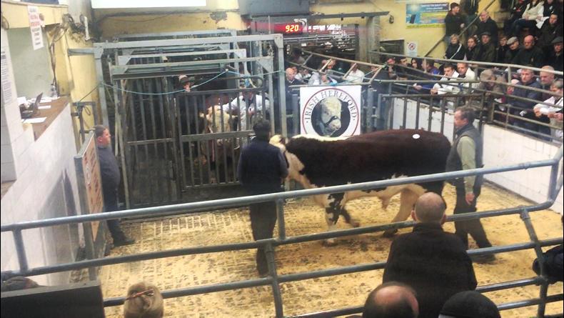 Watch: tough trading at Hereford premier sale Watch: tough trading at Hereford premier sale