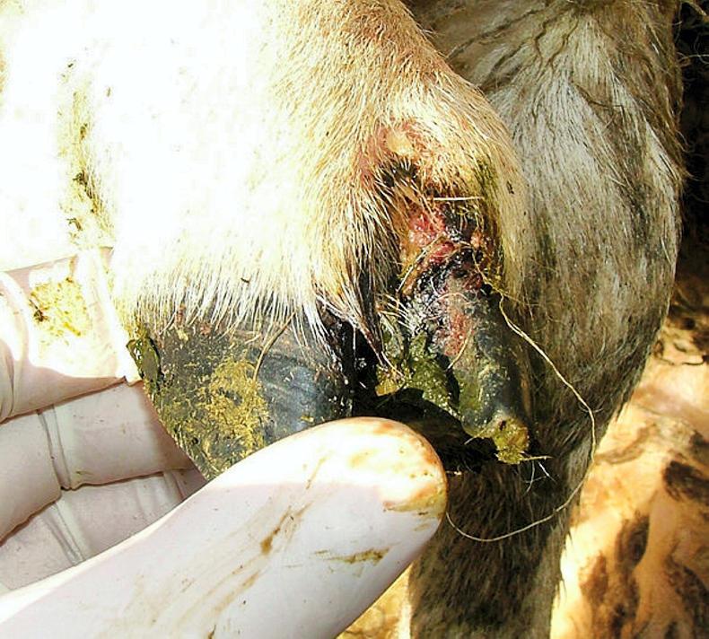 Sheep management: CODD, budgeting autumn grass supplies, and scanning Sheep management: CODD, budgeting autumn grass supplies, and scanning