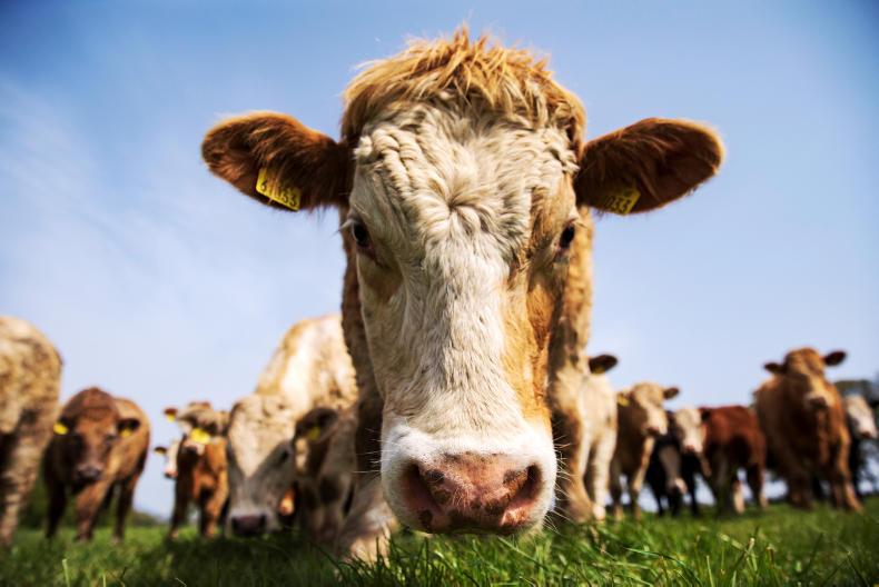 Only 55 successful organic applicants Only 55 successful organic applicants