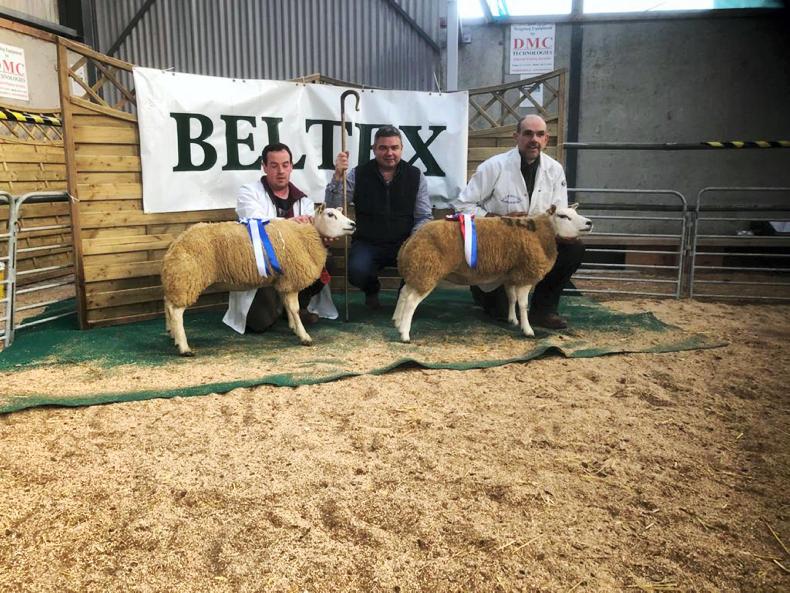 Top price of €1,300 at Beltex ewe sale Top price of €1,300 at Beltex ewe sale