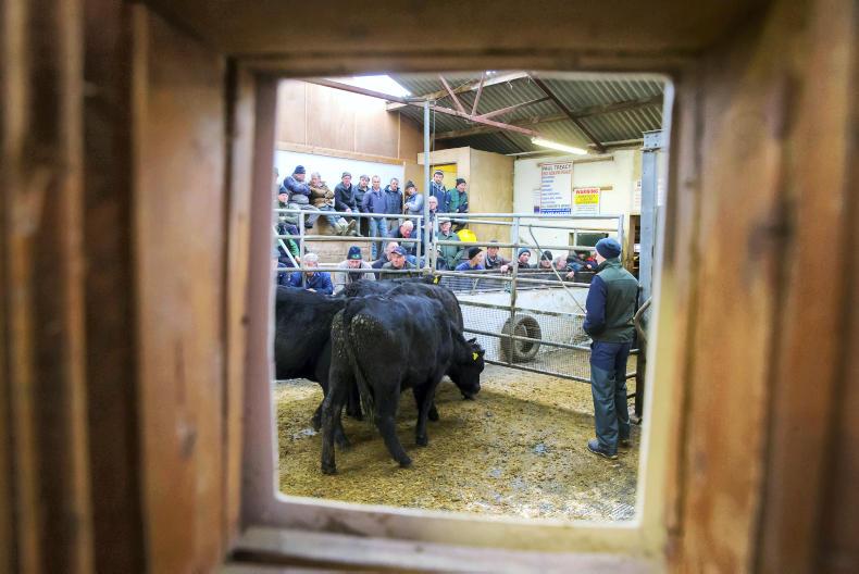 Mart prices: bullocks up €30 to €40 per head in Thurles Mart prices: bullocks up €30 to €40 per head in Thurles