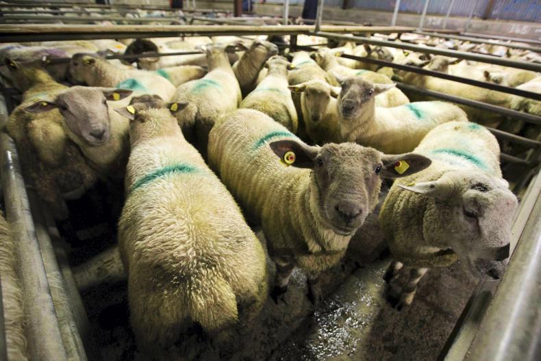 Sheep Management: lost tags at point of sale, marketing lambs and testing silage Sheep Management: lost tags at point of sale, marketing lambs and testing silage