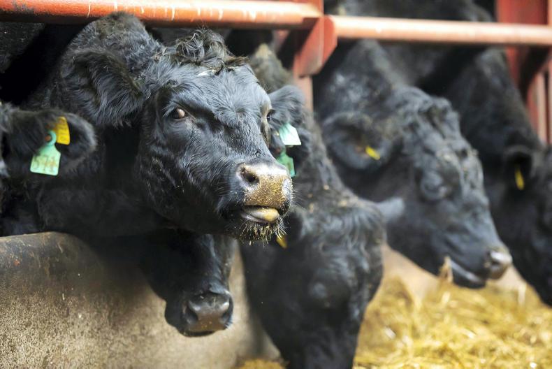 NI trends: Beef prices holding steady; Lamb prices edging upwards NI trends: Beef prices holding steady; Lamb prices edging upwards