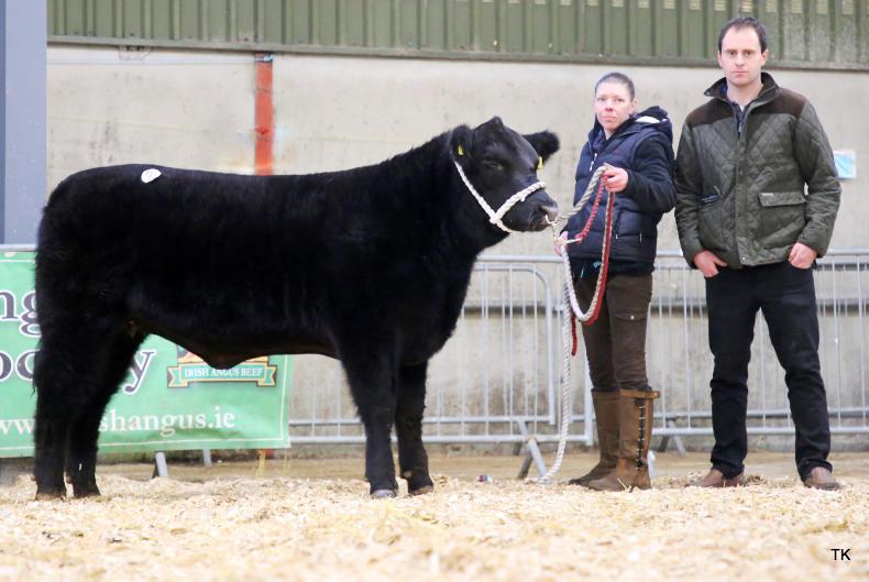 Angus Elite sale set for this weekend Angus Elite sale set for this weekend