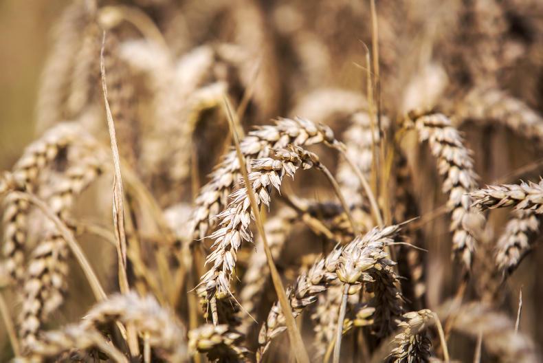 Tapping into the unlocked genetic potential of wheat Tapping into the unlocked genetic potential of wheat