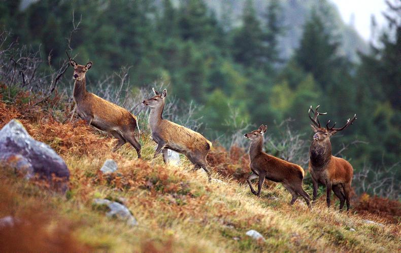 UCD to count wild deer population UCD to count wild deer population