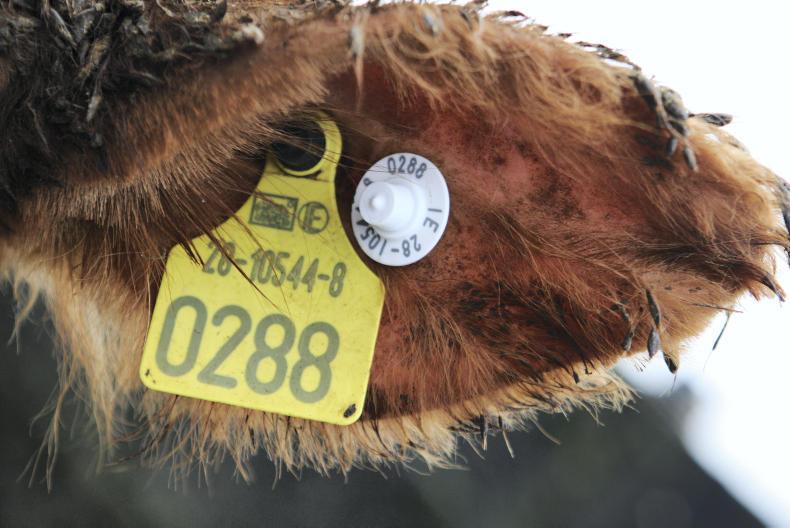 Beef Management: profit monitor, BDGP and Christmas jobs Beef Management: profit monitor, BDGP and Christmas jobs