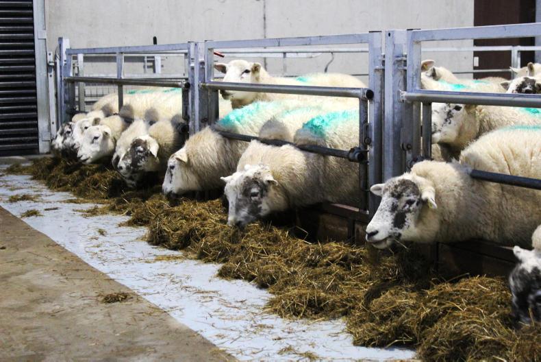 Sheep Management housing ewes, lice treatment and CLP Premium