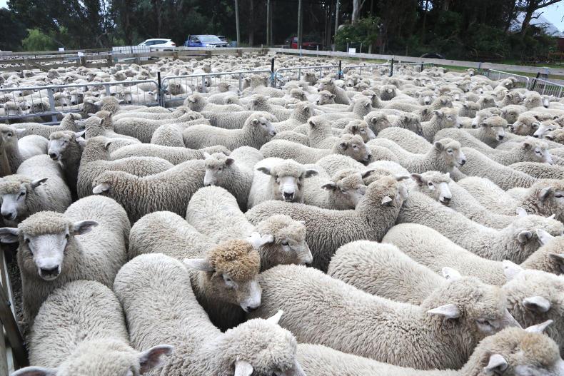 Sheep trends: factory prices steady over Christmas period Sheep trends: factory prices steady over Christmas period