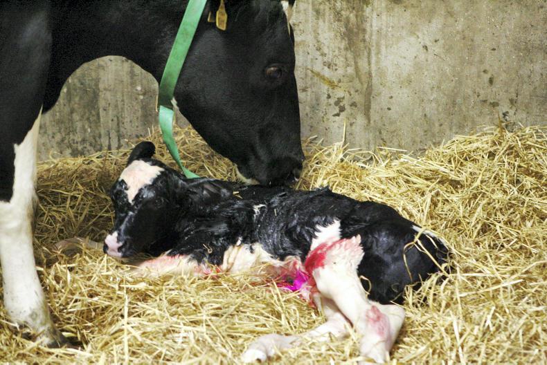 Vet's Corner: uterine prolapse - a clinical emergency Vet's Corner: uterine prolapse - a clinical emergency