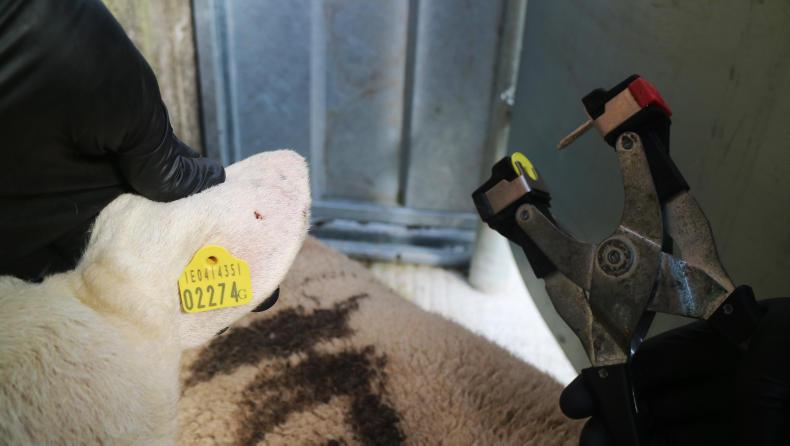 Sheep management: transport regulations, recording performance and genotyping Sheep management: transport regulations, recording performance and genotyping