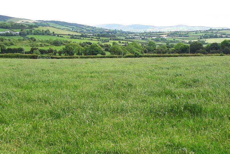 Sheep farmers dominate Donegal land market Premium