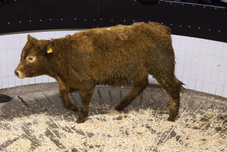 Weanlings meeting the strongest trade in marts Weanlings meeting the strongest trade in marts