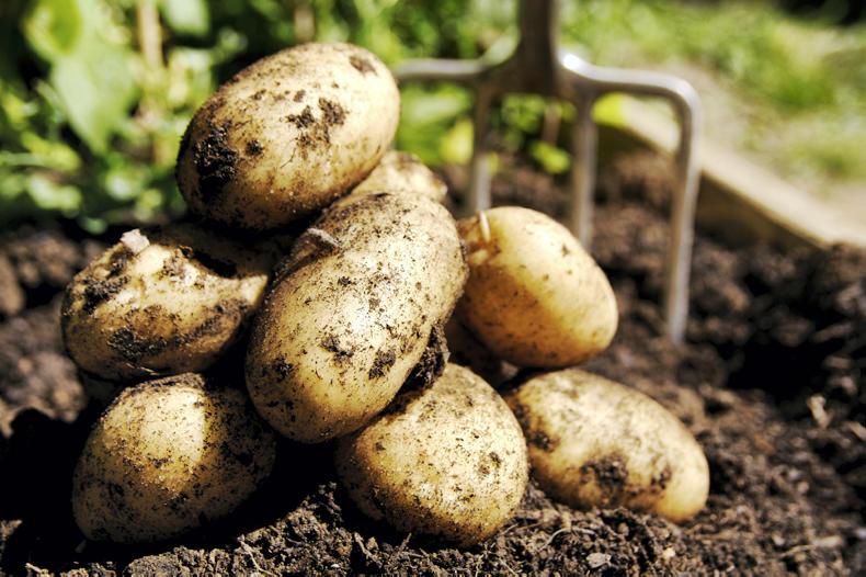 Area of potatoes planted in 2019 the second lowest on record Area of potatoes planted in 2019 the second lowest on record