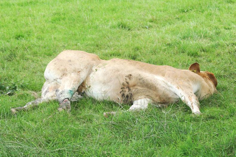 Fallen animal scheme 'must be revisited' - Free
