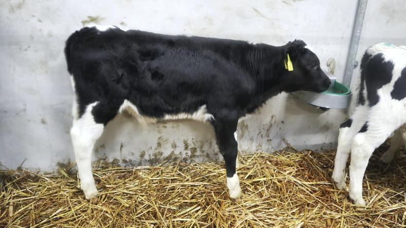 Three-tier market for calves as weather disrupts exports
Three-tier market for calves as weather disrupts exports