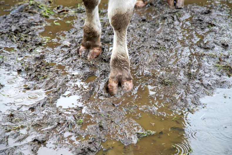 Biblical rain putting pressure on farmers 