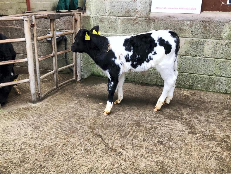 In pictures: calves harder sold in Athenry - MartBids report In pictures: calves harder sold in Athenry - MartBids report