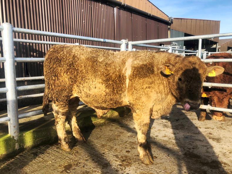 Calving ending and lambing starting - another busy week on Tullamore Farm Calving ending and lambing starting - another busy week on Tullamore Farm