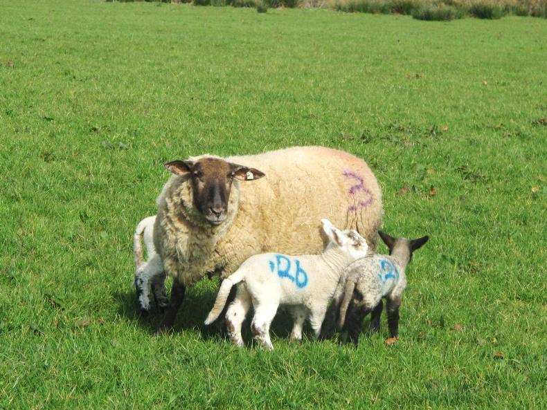 Rearing triplet lambs on the ewe Rearing triplet lambs on the ewe