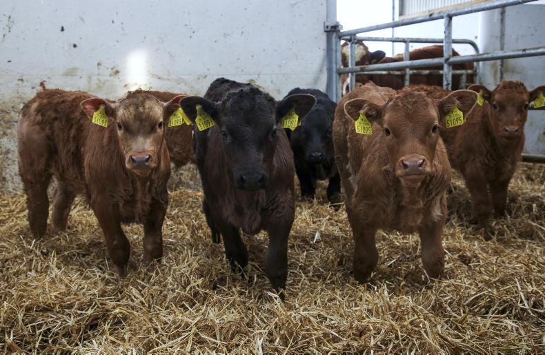 Beef management: grazing, coccidiosis and coronavirus cashflow Beef management: grazing, coccidiosis and coronavirus cashflow