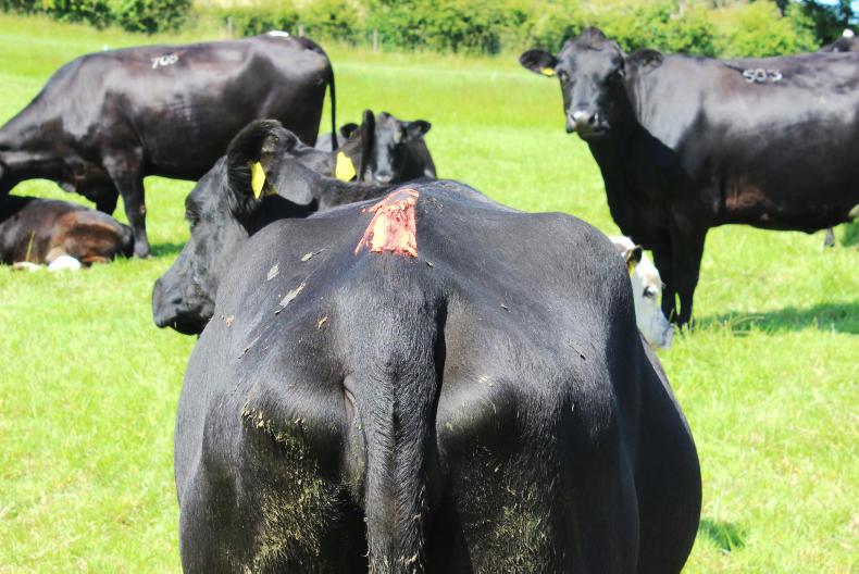 Bring on the breeding season Bring on the breeding season