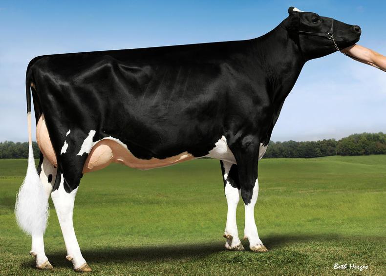 £142 knocked off Holstein bull PLI values Premium