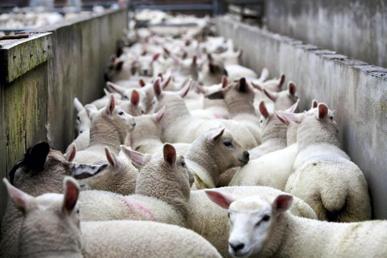 Easter market drives sheep price recovery Easter market drives sheep price recovery
