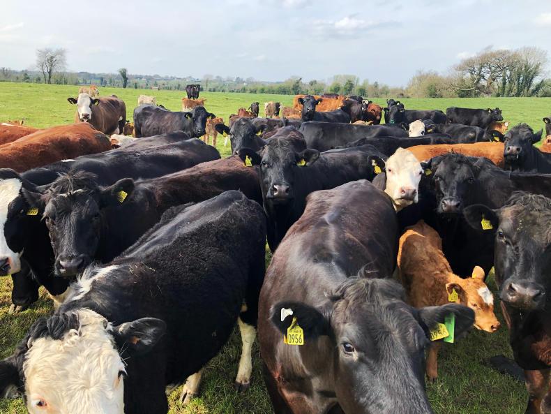 Tullamore Farm sunshine kickstarts grass growth 10 April 2020 Premium