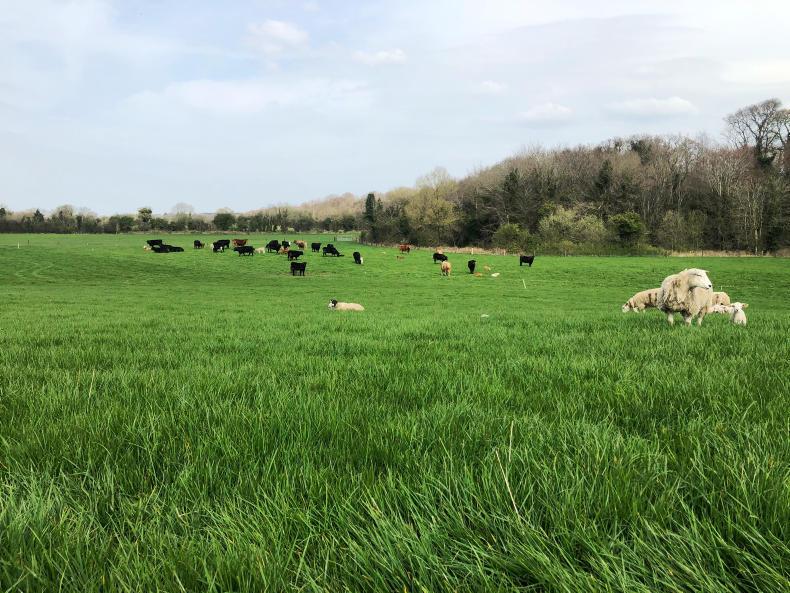 Tullamore Farm sunshine kickstarts grass growth 10 April 2020 Premium