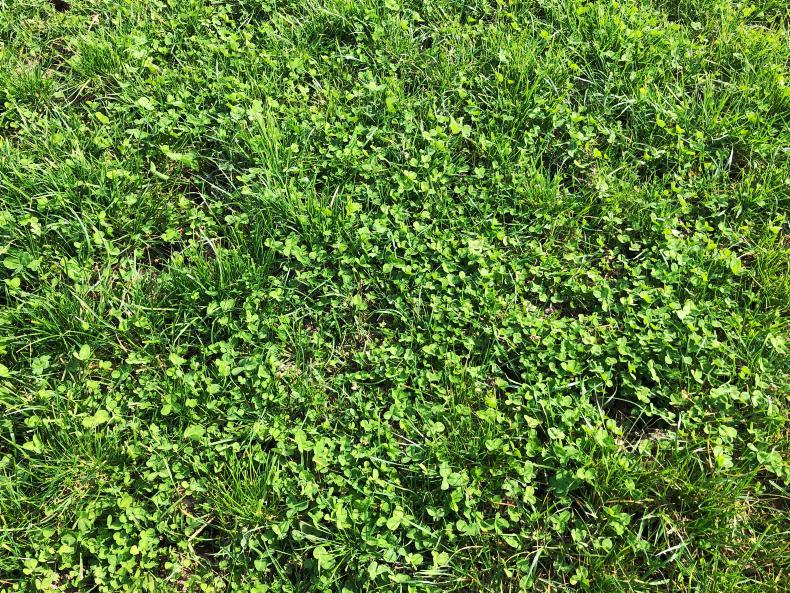 Tullamore Farm sunshine kickstarts grass growth 10 April 2020 Premium