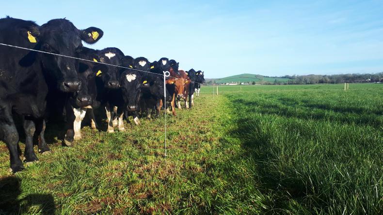 Grass+: when to take out surplus grass Grass+: when to take out surplus grass