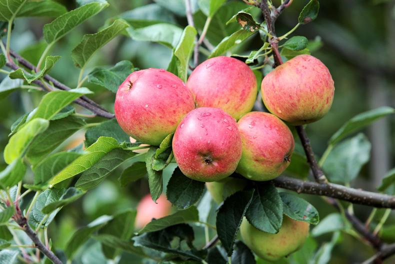 4.5% of foods tested in EU in 2018 contain pesticide levels exceeding MRLs 4.5% of foods tested in EU in 2018 contain pesticide levels exceeding MRLs