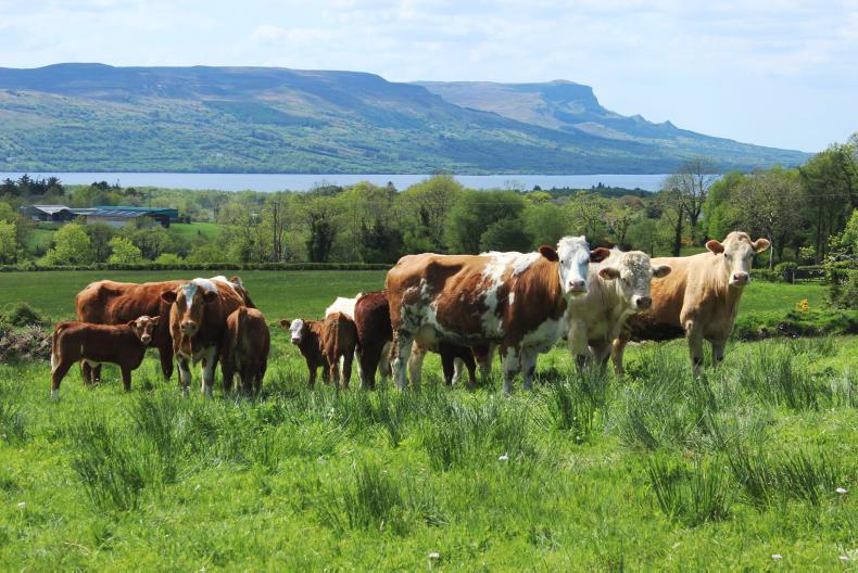BETTER farm NI: getting to grips with grassland management BETTER farm NI: getting to grips with grassland management