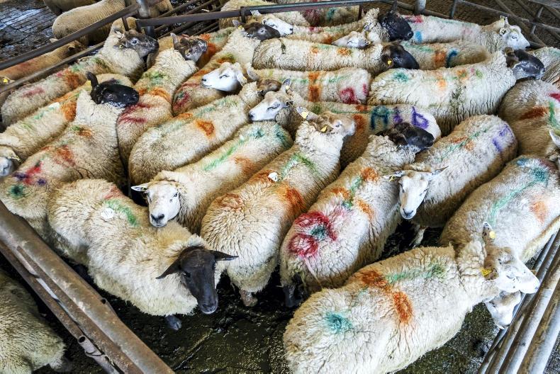 SheepWatch: trade excelling on back of Ramadan demand SheepWatch: trade excelling on back of Ramadan demand