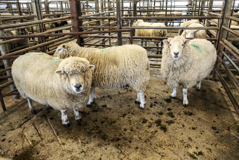 Sheep Trends: big lift in lamb price Sheep Trends: big lift in lamb price