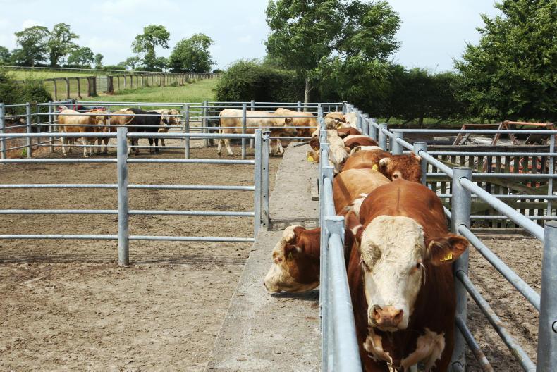 beef-kill-falls-20-270-in-last-three-weeks-on-2019-levels-26-april-2020