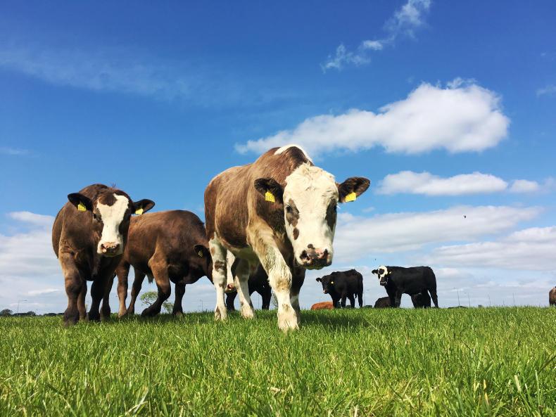 Sharp fall in feed usage improves profitability on Irish livestock farms in 2019 Sharp fall in feed usage improves profitability on Irish livestock farms in 2019