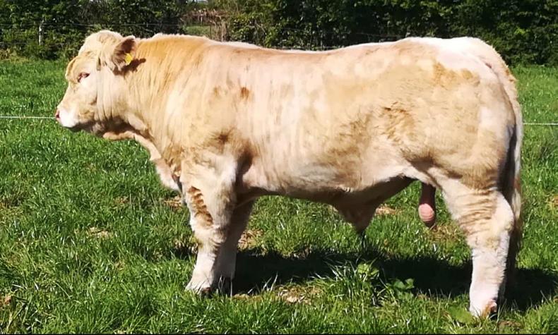 Midland and western Carrick bull sales back up and running Midland and western Carrick bull sales back up and running