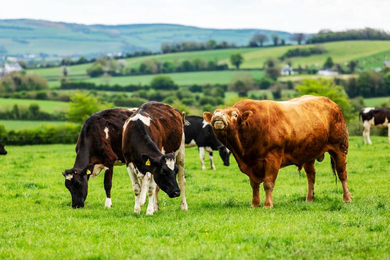 COVID-19 stock bull sourcing special COVID-19 stock bull sourcing special