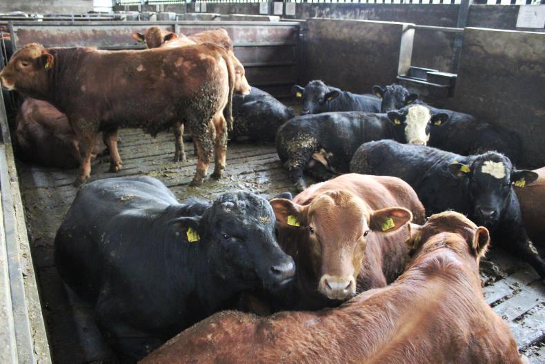 NI trends: beef quotes rise 12p/kg, with lamb prices up 10p/kg NI trends: beef quotes rise 12p/kg, with lamb prices up 10p/kg